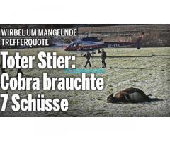 Kuh flüchtete vom Schlachthof und wurde von einem Tiroler-Cobra-Beamten mit 7 Schüssen getötet!