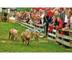 19. Großes Schweine - Rennen in Kalch Sonntag 23. September 2012 14:15 Vorstellung der Rennschweine