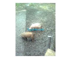 Verkaufe freilaufende Schweine 6 Ferkel M/Duroc V/Weißer Belgia Freilandhaltung