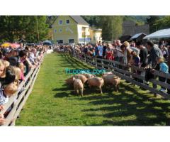 22. Großes Schweine - Rennen in Kalch Sonntag 20. September 2015 14:15 Vorstellung der Rennschweine