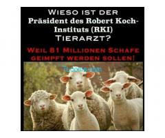 Wieso ist der Präsident des Robert KochInstitutes RKI Tierarzt?