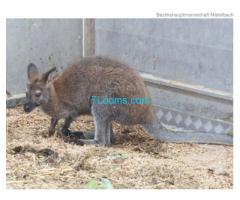 Känguru gefunden im Weinviertel, sucht seinen Besitzer;