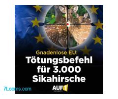 Gnadenloser EU-Tötungserlass! 3.000 Sikahirsche sollen in Österreich ausgerottet werden ;