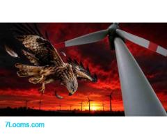 ausende Greifvögel geschreddert: Das verdrängte Vogelsterben durch Windkraft ;