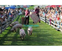 21. Großes Schweine - Rennen in Kalch Sonntag 21. September 2014 14:15 Vorstellung der Rennschweine