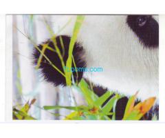 Biete Billa Sticker Nr. 153, Panda vom Stickerbuch Wunder der Erde 2013