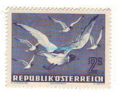 Biete: Briefmarke Lachmöwen; Republik Österreich; druckfrisch, gummiert; 1950